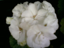 muscata alba