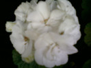 25 iulie 2012-flori 076