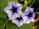 25 iulie 2012-flori 064