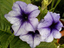 25 iulie 2012-flori 066
