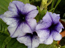 25 iulie 2012-flori 068