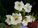 25 iulie 2012-flori 065