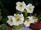 25 iulie 2012-flori 067