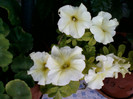 25 iulie 2012-flori 069