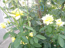 golden delight