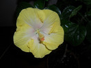 Hibiscus Emily