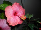 Hibiscus roz de Arad