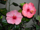Hibiscus Long Life   roz de Arad