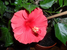 Hibiscus Helene
