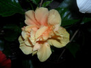 Hibiscus Clasic  Yelow