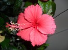Hibiscus Cooperi Rose Flake