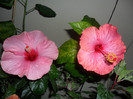 Hibiscus Long Life  + roz de Arad