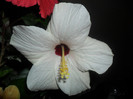 Hibiscus Cairo White