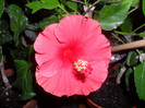 Hibiscus Helene