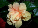 Hibiscus Clasic Yelow