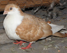 15g(2012)