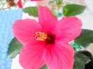DSCN3080