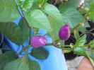 DSCN3085
