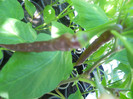 DSCN3086