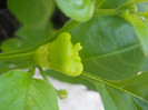 DSCN3087