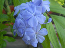 DSCN3091