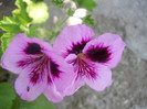 DSCN3092