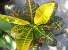DSCN3093