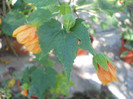 DSCN3101