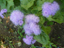 DSCN3103