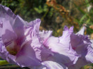 DSCN3106