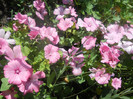 DSCN3107