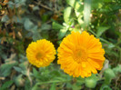 DSCN3118