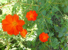 DSCN3130