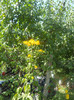 DSCN3135