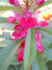 DSCN3137