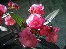 DSCN3145