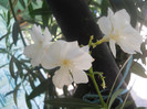 DSCN3146