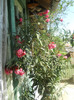 DSCN3148