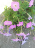 DSCN3149