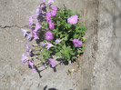 DSCN3150