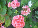 DSCN3151