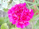 DSCN3152