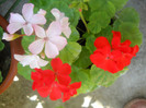 DSCN3153