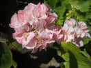 DSCN3154