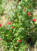 DSCN3157