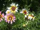 DSCN3159