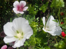 DSCN3164