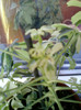schefflera arboricola
