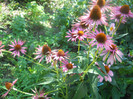 DSCN3174