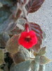 26 iulie 2012-flori 021